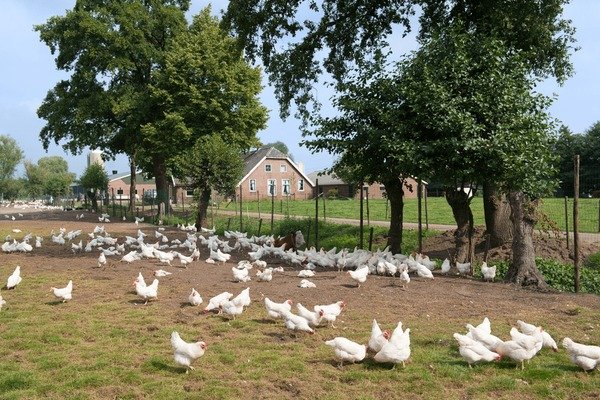 De Meest Populaire Online Versie van Chicken Road Casino Spelen in Nederland, chicken road gokspel