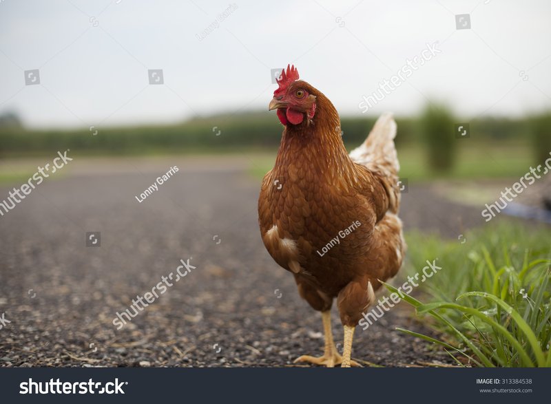 Scopri di più su chicken road demo